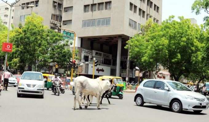 રખડતા ઢોરથી હવે મળશે મુક્તિ?