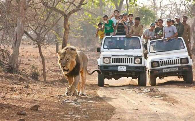 ગીર નેશનલ પાર્ક