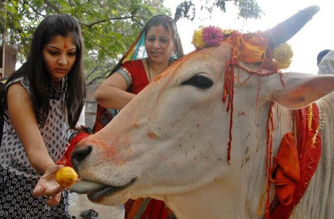 ગાયને રોટલી ખવડાવો