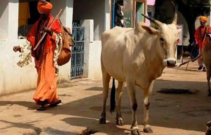 ગૌરક્ષા અને મોબ લિંચિંગ