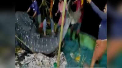 Viral Video : ಬೃಹತ್ ಗಾತ್ರದ ತಿಮಿಂಗಿಲವನ್ನು ಮತ್ತೆ ಸಮುದ್ರಕ್ಕೆ ಬಿಟ್ಟ ಮೀನುಗಾರರು