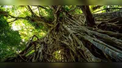 શબના પેટમાં રહેલા અંજીરના બીજથી ઉગી નીકળ્યું ઝાડ, 44 વર્ષ પછી ખુલ્યું રહસ્ય