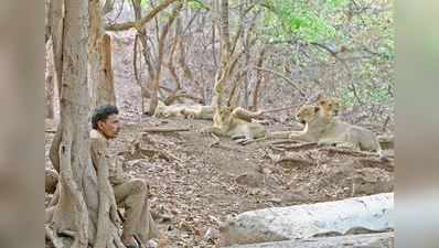 ગુજરાતના ગૌરવ સમાન ગીરના સિંહોના સ્થળાંતરનો સમય આવી ગયો છે??