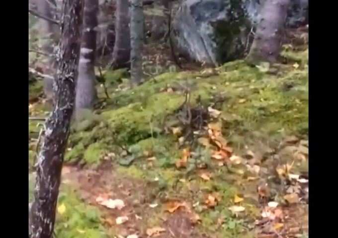 કેનેડાના જંગલનો વીડિયો