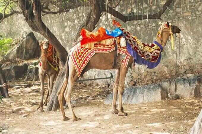 આટલું તો ભૂલથી પણ મિસ ન કરતાઃ