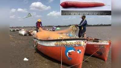 ગુજરાતઃ નર્મદામાં પહેલીવાર જોવા મળી ગોવામાં મળતી આ ખાસ માછલી રેડ ગોબી ફિશ