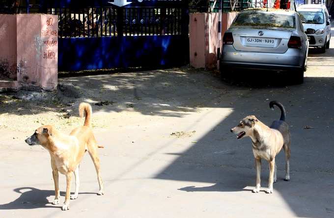 કૂતરા કરડવાના અનેક બનાવોઃ