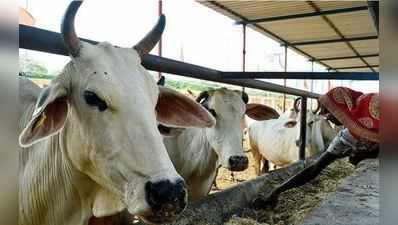 ગુજરાતમાં ગાયોને હવે જાતે કમાઈને ખાવાનો વારો આવ્યો, આ બેન્કમાંથી કમાશે રૂપિયા