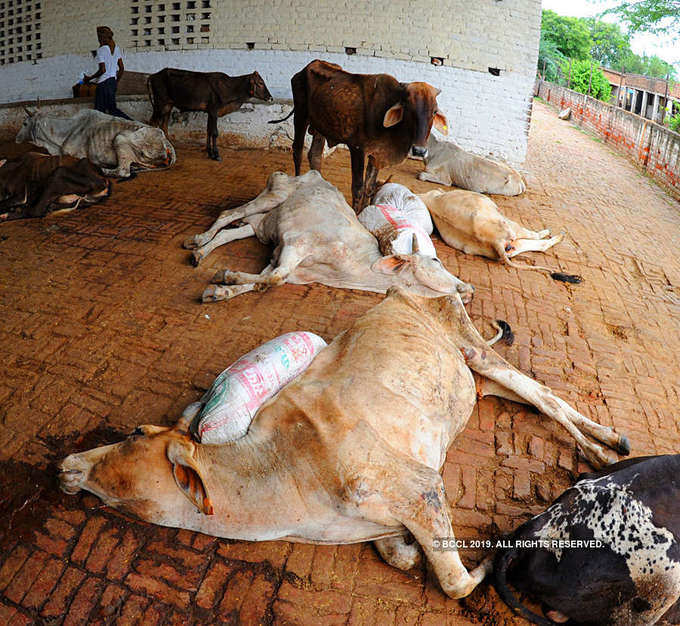 See how holy cow gets unholy treatment in India