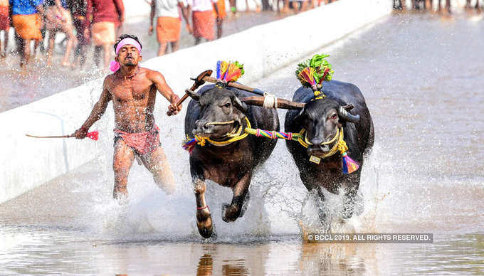Pongal celebrations begin with fervour