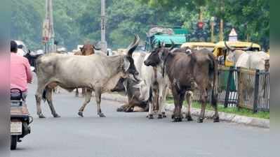 ગુડ ગવર્નન્સની માત્ર વાતો, નિરાકરણ વિના જ ફરિયાદ ક્લોઝ કરી દે છે AMC