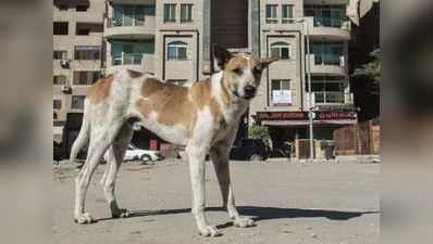 Brave Dog: લોહીલુહાણ હાલતમાં શેરુએ બચાવી યુવતીની ઈજ્જત 