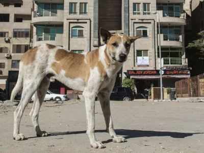 Brave Dog: લોહીલુહાણ હાલતમાં શેરુએ બચાવી યુવતીની ઈજ્જત