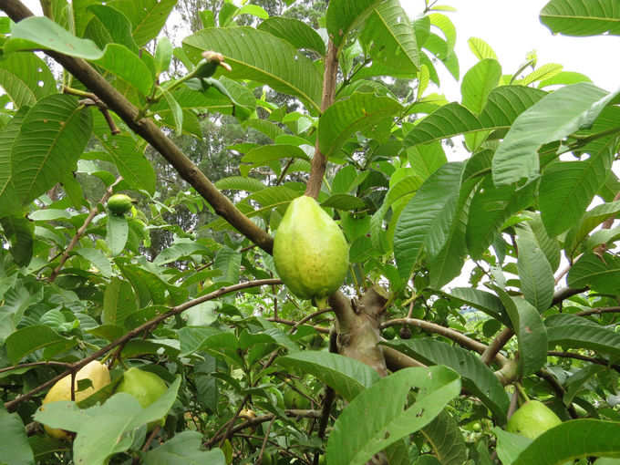 guava leaves