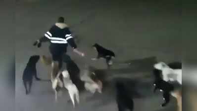 કૂતરાઓના ઝૂંડે મહિલાને ફાડી ખાધી, જુઓ વીડિયો