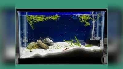 मछलियों को घर में पालने से घर से दूर होंगे सारे दोष, आज ही खरीदिए ये Aquarium