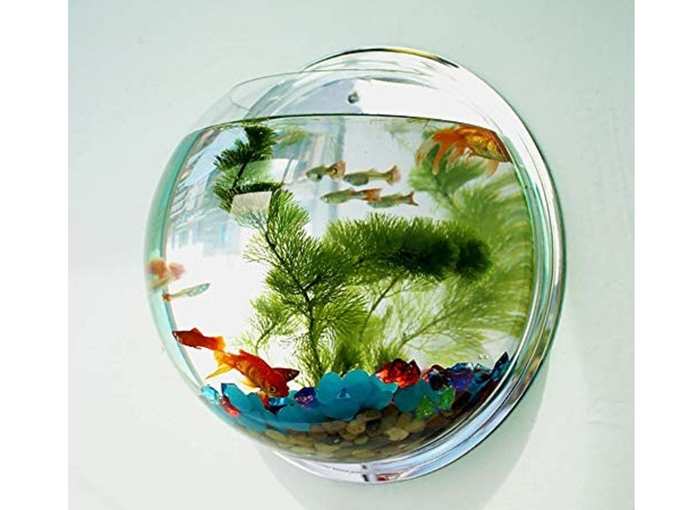 Wall Aquarium for Fish and Plant