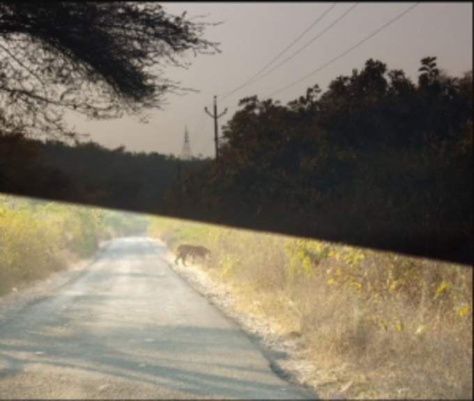 ગુજરાતમાં જોવા મળ્યો વાઘ