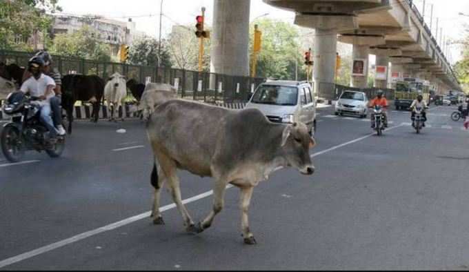 રખડતા ઢોરે લીધો યુવકનો જીવ