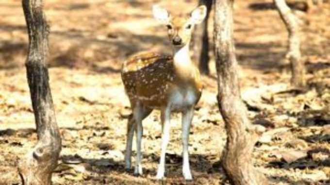 સતમાળિયા ડીયર પાર્ક