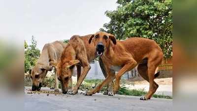 ಬೆಂಗಳೂರಿನಲ್ಲಿ ಬೀದಿ ನಾಯಿಗಳ ಆರ್ಭಟ: ಐದಾರು ನಾಯಿಗಳ ದಾಳಿಗೆ ಬಾಲಕನ ಸ್ಥಿತಿ ಗಂಭೀರ