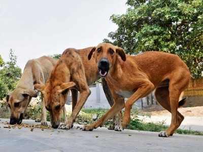 ಬೆಂಗಳೂರಿನಲ್ಲಿ ಬೀದಿ ನಾಯಿಗಳ ಆರ್ಭಟ: ಐದಾರು ನಾಯಿಗಳ ದಾಳಿಗೆ ಬಾಲಕನ ಸ್ಥಿತಿ ಗಂಭೀರ