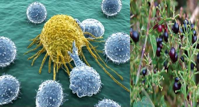 કેન્સરની દવા શોધતા વૈજ્ઞાનિકોને પડ્યો રસ