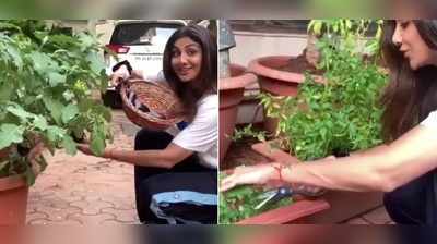 શિલ્પા શેટ્ટીનું વધુ એક ફિટનેસ સિક્રેટ ખુલ્યું, ઘરમાં જ ઉગાડેલું ઓર્ગેનિક શાક ખાય છે એક્ટ્રેસ