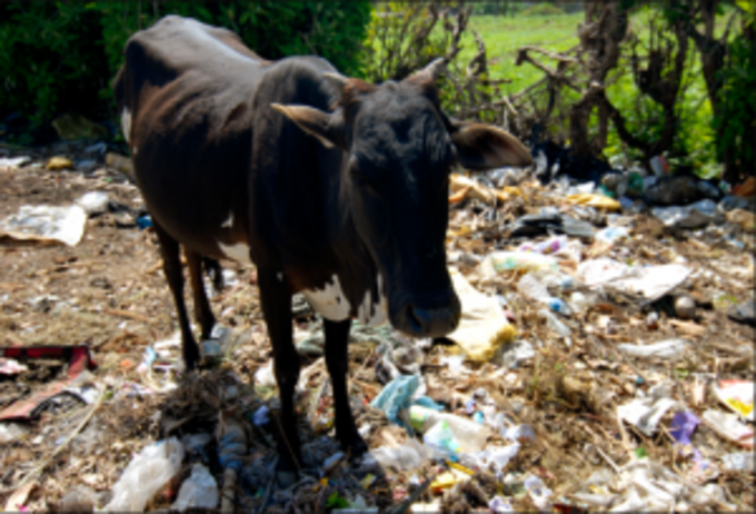 ગાયના પેટમાંથી નીકળ્યો 20 કિલો કચરો
