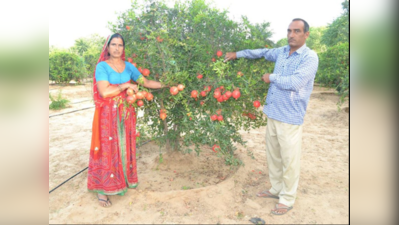 રાજસ્થાનમાં સફરજન અને દાડમ ઉગાડી વર્ષના ₹ 25 લાખ કમાય છે આ મહિલા