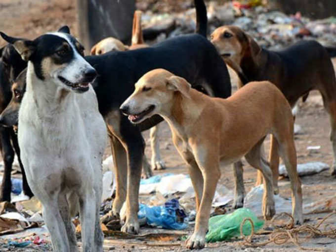 ભૈરવની સેના છે કુતરા