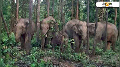 ফের আক্রমণাত্মক হাতি, বাঁকুড়ায় আহত গ্রামবাসী