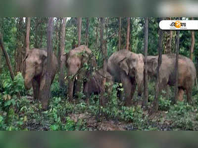 ফের আক্রমণাত্মক হাতি, বাঁকুড়ায় আহত গ্রামবাসী