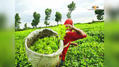 বেসরকারি চা বাগানের বকেয়া নিয়ে বৈঠক আজ