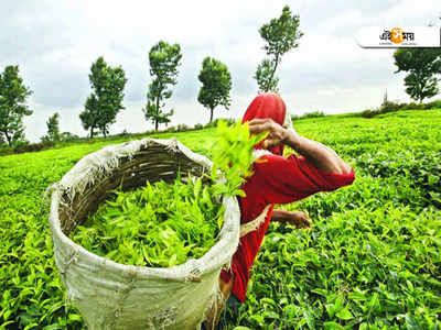 বেসরকারি চা বাগানের বকেয়া নিয়ে বৈঠক আজ