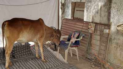 જૂનાગઢઃ ગાય પ્રેમીના મૃત્યુ બાદ રોજ બેસણામાં આવીને દુઃખ વ્યક્ત કરે છે ગાય માતા