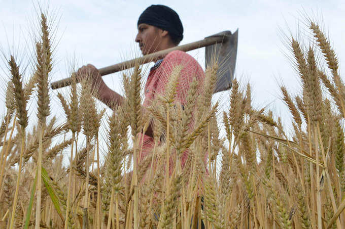 India hikes wheat import duty to support local farmers