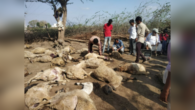 મોરબીઃ ટંકારામાં દીપડાએ એક જ દિવસમાં 47 ઘેટાંનું કર્યું મારણ