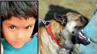 રસ્તે રખડતાં કૂતરાએ છ વર્ષના બાળકનો લીધો જીવ, માતાની નજર સામે બની ઘટના