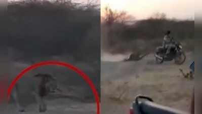 Viral Video: સિંહને લલચાવવા બાઈક પાછળ મૃત પ્રાણી બાંધી ઢસડ્યું