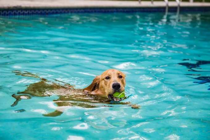 dog swimming