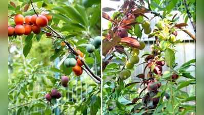 એક જ વૃક્ષ પર 40 પ્રકારના ફળો થાય છે, કેવી રીતે કરી આવી કમાલ?