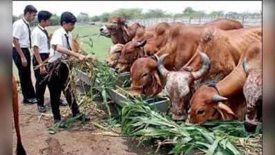 રાજકોટઃ પ્રાઈવેટ સ્કૂલો ગૌ શાળા બનાવી વિદ્યાર્થીઓને પશુપાલન શીખવશે