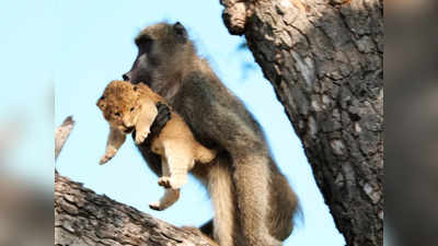 Kruger National Park  : வந்து விட்டான் உண்மையான சிம்பா - வைரலாகும் வீடியோ