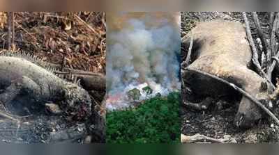 એમેઝોનના જંગલમાં લાગેલી આગમાં બળીને ખાખ થઈ ગયા દુર્લભ પ્રાણી, ફોટોગ્રાફ વાઈરલ