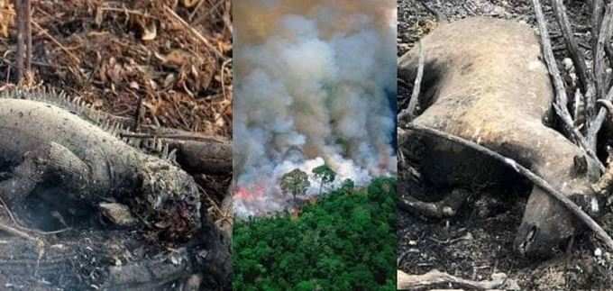 એમેઝોનના જંગલમાં ભીષણ આગ