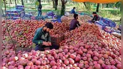 આર્ટિકલ 370: કાશ્મીરમાં સૂકા મેવા, સફરજનના વેપારીઓને કરોડોનું નુકસાન
