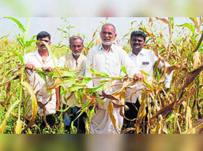 ಜೋಳದ ಬೆಳೆಗೆ ಕಳ್ಳರ ಕಾಟ