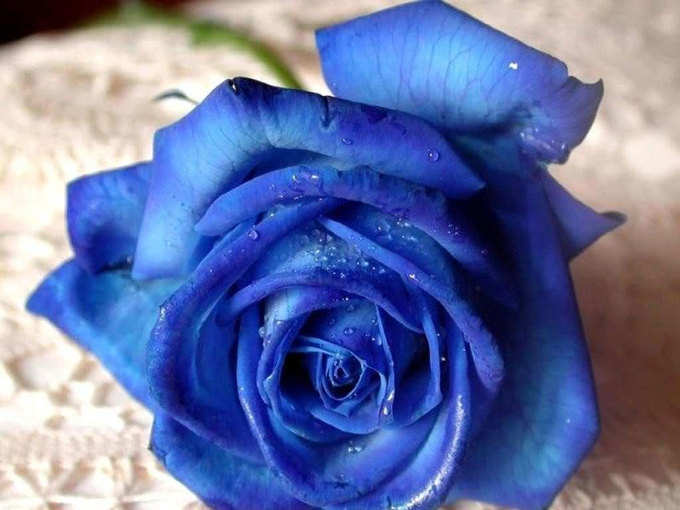 नीले गुलाब (Blue Rose): आप मेरे लिए बेहद खास हैं