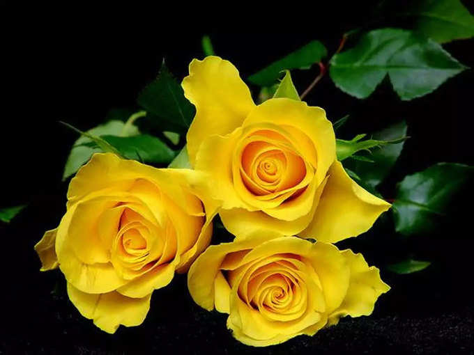 पीला गुलाब (Yellow Rose): हम दोस्त हैं और मुझे तुम्हारी परवाह है